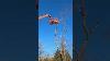 Cutting Dead Trees With Jlg 860sj Boom Lift
