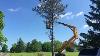 The Best Tool For Tree Removal